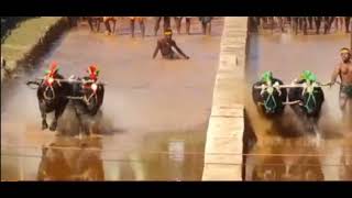 Mijar B Vs padavu A @ kakkepadavu kambala (1/2-01-2022)