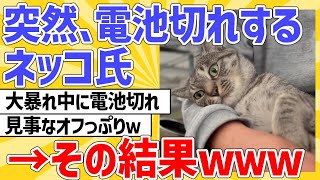 【2ch動物スレ】大暴れの途中で電池が切れたネッコ→その結果ｗｗｗ