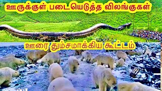 விலங்குகள் ஊடுருவல் | Craziest Animal Invasions In Tamil | Animal Inside House | TAMIL AMAZING FACTS