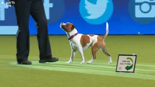 Rally-O - CRUFTS 2018