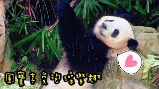 圓寶泡澡好享受，享受模樣像極團團拔比|熊貓貓熊The Giant Panda Yuan Yuan and Yuan Bao|台北市立動物園