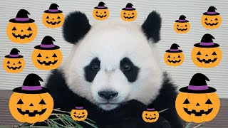 楓浜のハロウィン🎃 Halloween Panda 2022🎃 Have a nice Happy Halloween🎃 with Fuhin🐼 Love \u0026 Peace🐼 #アドベンチャー