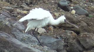 S0150　[Endangered species]　Oita River　Rain　Black-Faced Spoonbill　1 Bird