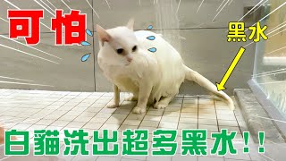【豆漿 - SoybeanMilk】可怕...白貓洗出超多黑水!!