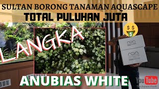 Belanja Tanaman Aquascape Anubias White Total 30 Juta, Borong Gan