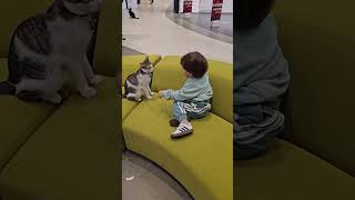 Street cats adopted by stores in shopping malls in Istanbul.