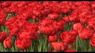 Flowers Fields, Keukenhof, The Netherlands, HD 1080p