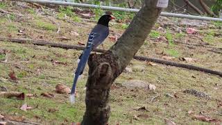 紅嘴藍鵲 （學名：Urocissa erythroryncha，英文名：Red-billed Blue Magpie）是鴉科藍鵲屬的鳥類