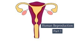 Human Reproduction Part 1- Female Reproductive System-Leaving Cert Biology