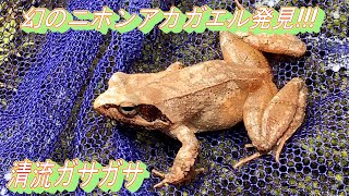 幻のニホンアカガエル発見‼︎ 清流ガサガサ