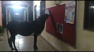 Cow inside IITB Hostel :D | H-8 Woodland