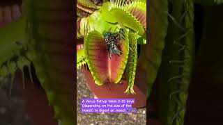 Venus flytrap l Insect 🐝🦋#venusflytrap #sciencefacts #biology #viral