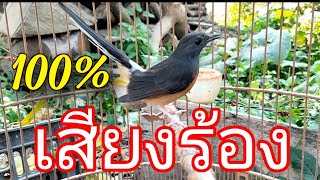 ตัวเมียสายร้อง | บินหลาดงตัวเมี้ย เสียงชัดต่อเข้า 100% นกป่าอย่าลืมโหลดไปใช้นะครับ