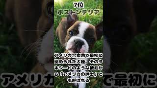 【雑学】世界で人気の小型犬TOP10【ランキング】