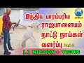 Rajapalayam இந்தியாவின் பாரம்பரிய நாட்டு நாய்கள் வளர்ப்பு Indian Dog Breed Lover