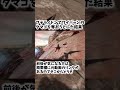 プテラノドンでワイバーンのタマゴを盗もうとした結果…【arkゆっくり実況】 shorts