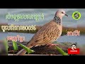 សំលេងលលកធ្នាក់ លលកធ្នាក់លីវ ដេញព្រៃខ្លាំងច្បាស់១០០%#Terkukurss sound effect turtle dove