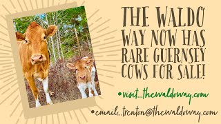 Waldo Way rare Guernsey cows now for sale!