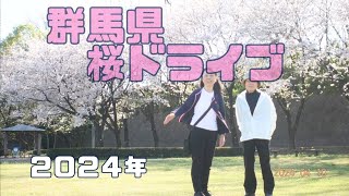 2024春　群馬　桜　ドライブ