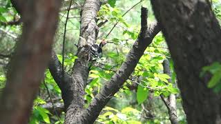 큰오색딱다구리 (Whitebacked Woodpecker)