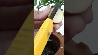 How to propagate roses with potatoes for fast rooting | Growing roses in potatoes#Shorts