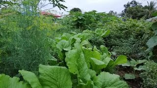 Amazing vegetable garden in Thailand. สวนผัก​แห่ง​ความสุข​วิถีชีวิต​ที่​เรียบง่าย​