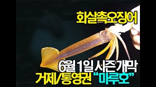 마루호 화살촉오징어 6월 1일 시즌개막~거제도 성포출발 화살촉낚시