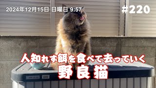 人知れず餌を食べて去っていく野良猫 #220