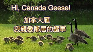 Hi, Canada Geese! 加拿大雁  我親愛鄰居的趣事!