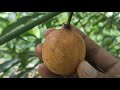 അച്ചാച്ചരു എങ്ങനെ ഉണ്ട് achachiru fruit review