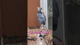 珍しいハシビロコウ　#ハシビロコウ　#shoebill #神戸どうぶつ王国 #zoo #parrot #animals #birds #cute #神戸どうぶつ王国 #動物公園