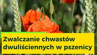 Zwalczanie chwastów dwuliściennych w pszenicy | Strategia Ochrony