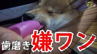 歯周病防止で豆柴子犬に歯磨きを実践、そして失敗 （第58話) mameshiba💗shibainu🐶