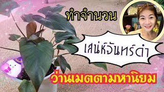 ว่านเสน่ห์จันทร์ดำ ขยายพันธุ์ ยกยอด ทำจำนวน | Ivy ying sang