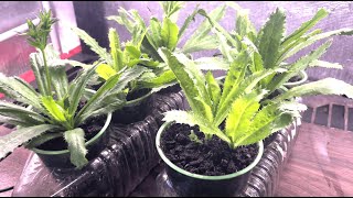 How To Grow Culantro Plant At Home