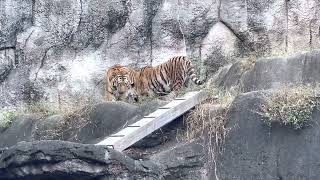 ヒューイくんとサーシャちゃん 何をお話ししてたのカナ♪ アムールトラきょうだい　浜松市動物園にて　2022年11月6日