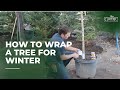 How to Wrap a Tree for Winter | Glover Nursery