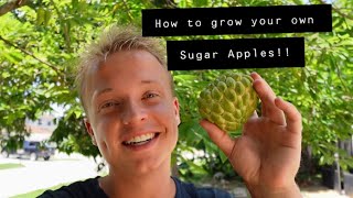 How to grow Sugar Apples!