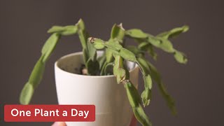 Rhipsalis paradoxa Houseplant Care — 141 of 365