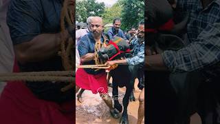 പോത്തോട്ടോണം | pothottonam | vettukunnathu kavu bhagavathy temple