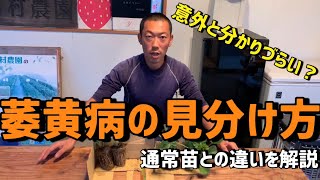 【いちご栽培 いちご農家】萎黄病の見分け方を解説