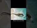 prehistoric beasts battle the ultimate food chain showdown themeg shorts prehistoricpredators