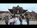 2024 2 16 『北野天満宮』梅花と御本殿を巡る 梅花めぐり kyoto walk 京都4k