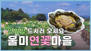 7월은 연꽃의 계절,  초록빛으로 물든 울미연꽃마을