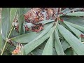 កណ្តូបសីស្លឹកឫស្សីបានlocust can eat bamboo leaf