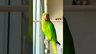 #parrot #talking #mittu #mummy #sitting #highlights #trandingshorts #parrottalking