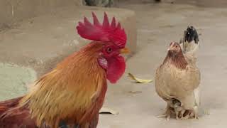 Cock n hen fight