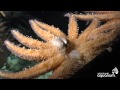 Sunflower star has weird way of eating