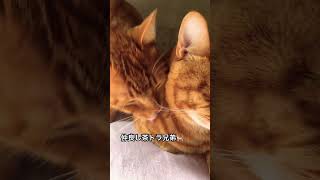 兄弟仲良く毛繕いです🐱#ねこ動画 #ねこの日常 #ねこ部 #猫のいる暮らし #猫のいる生活 #cat #ねこのいる生活 #ねこのいる暮らし #ねこ好き