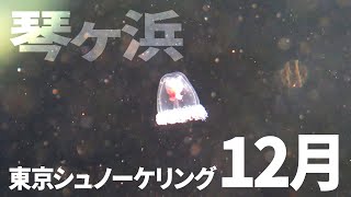 ＃１６琴ヶ浜でシュノーケリング（2019年12月）【東京シュノーケリング】